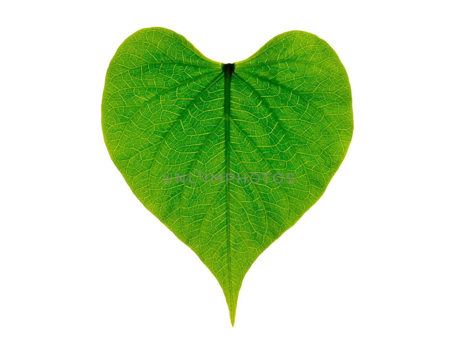 heart shaped green leaf, symbolizing love for the environment and a sustainable future