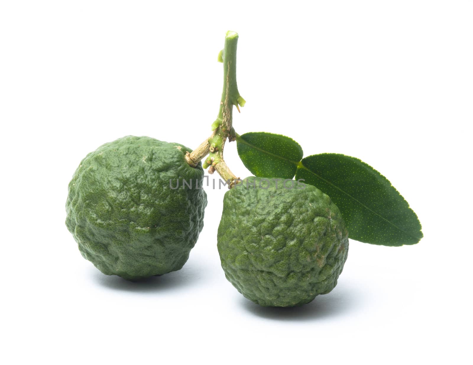 Lime on a white background