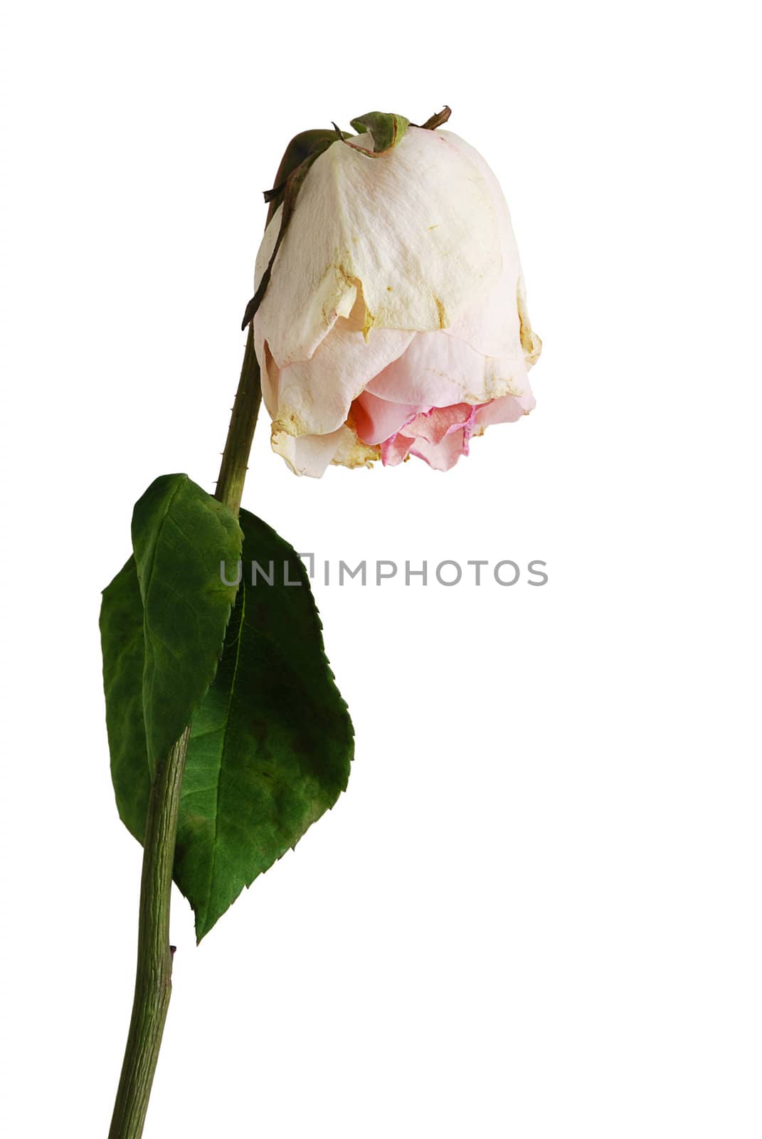 Wilted rose of pale pink color with one leaf by vadidak