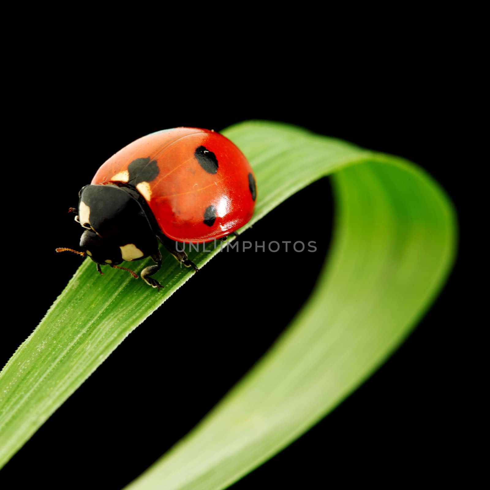 ladybug on grass isolated black background