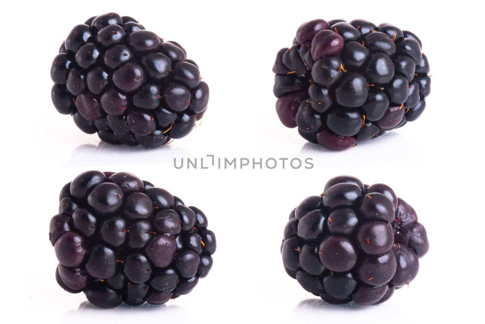 blackberry isolated on a white background