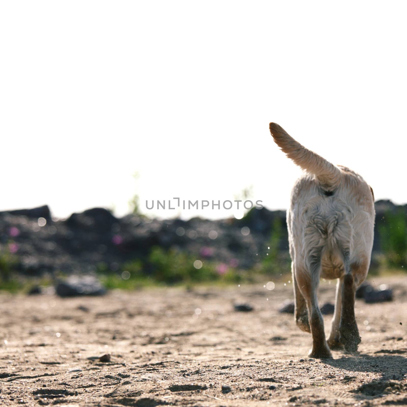 happy dog play on the ground