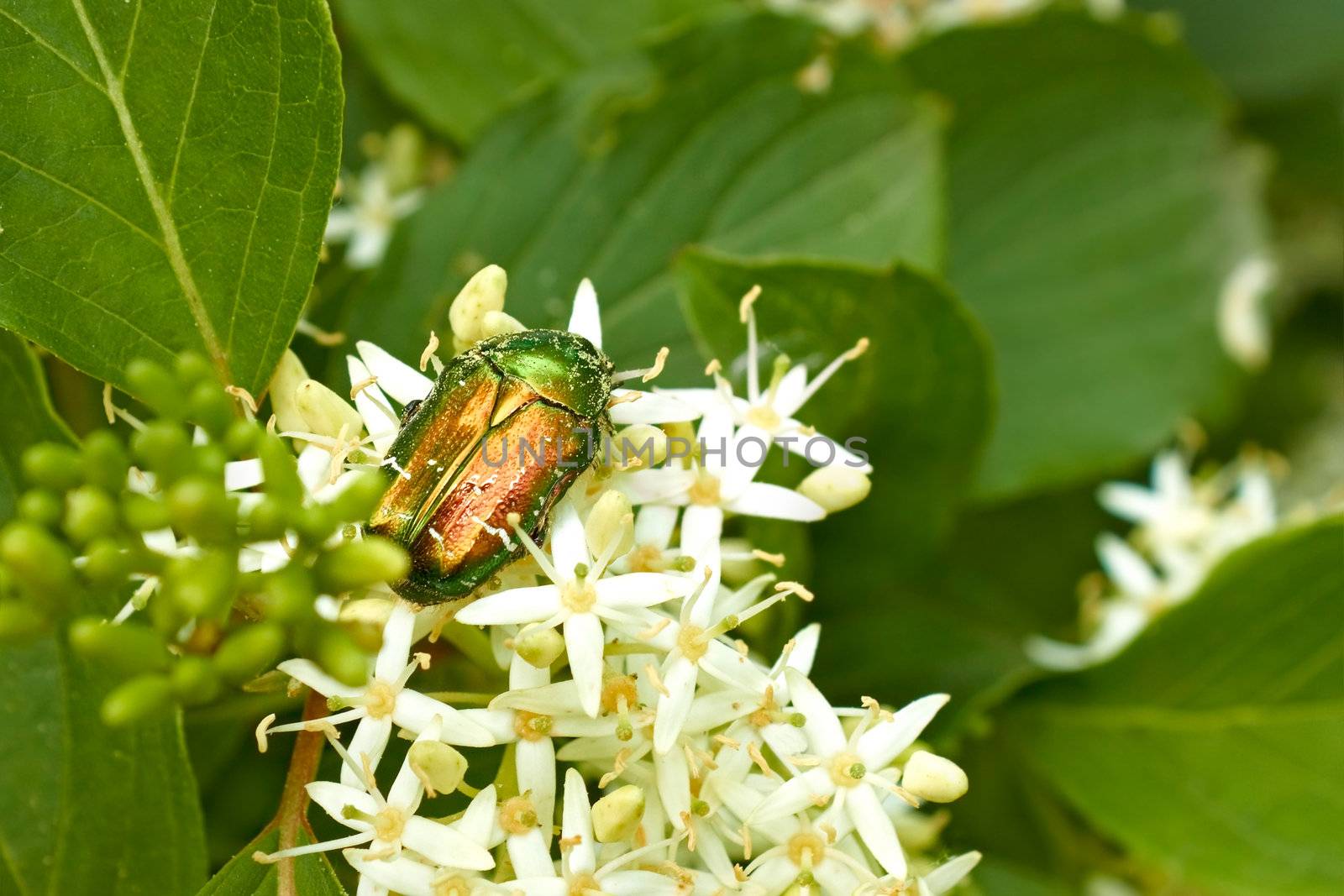 Big green beetle (rose chafer) sitting on the flowering plants in springtime. Latin name: cetonia aurata