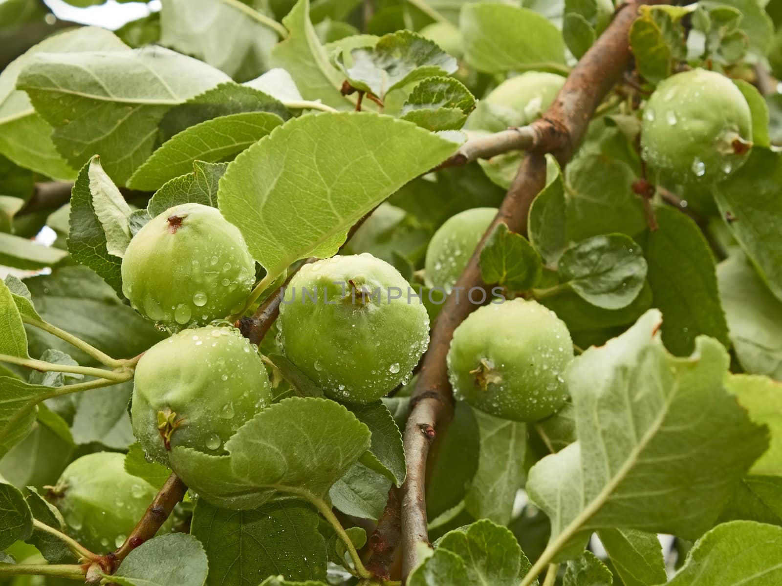 Young green apple fruits with water drops after rain hanging on a branch