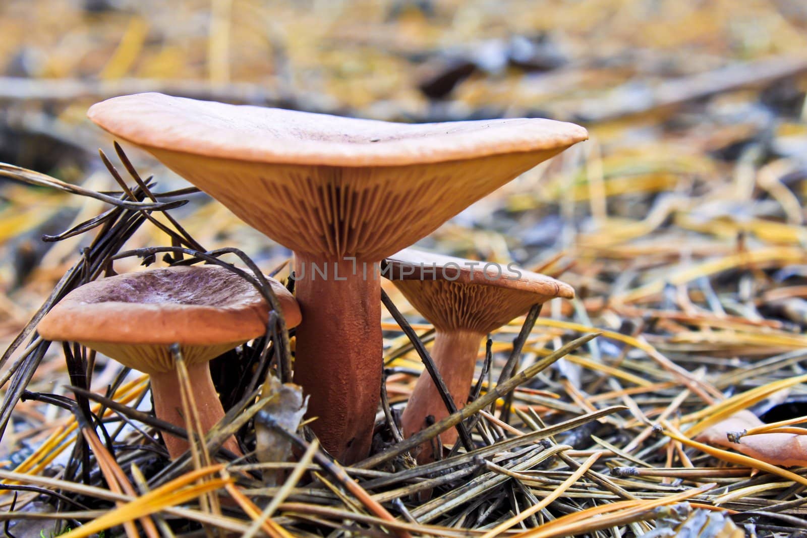 agaric honey fungus on stump in forest