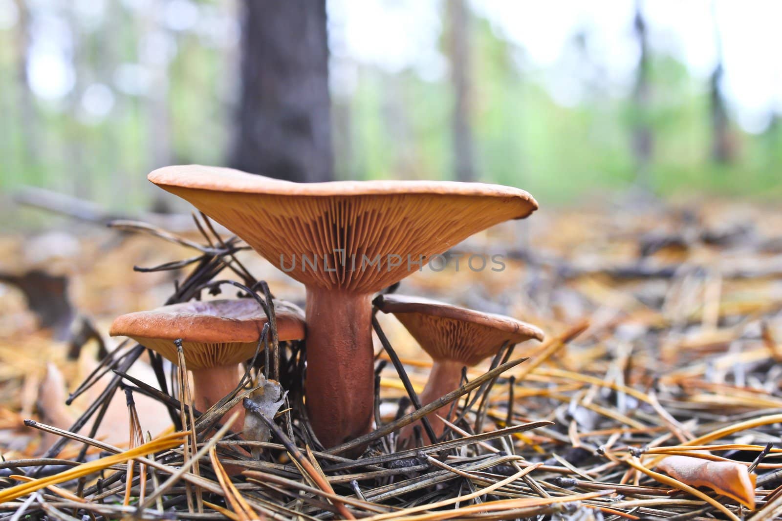 agaric honey fungus on stump in forest