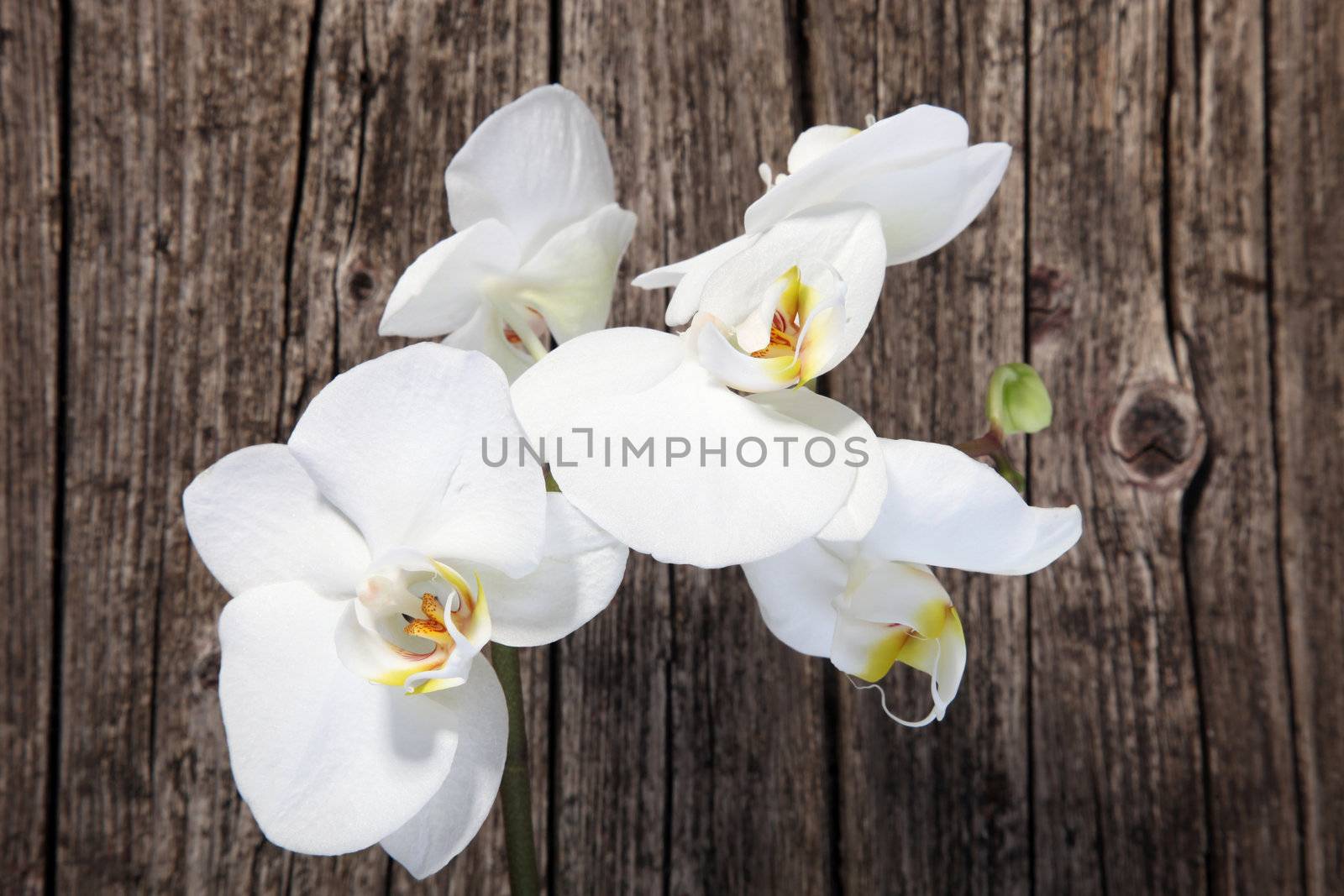 White phalaenopsis orchids by Farina6000