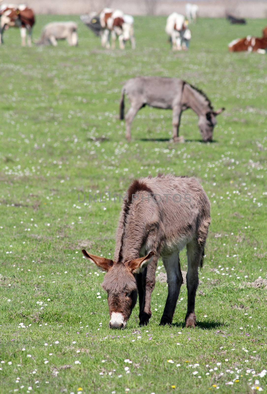 donkeys on pasture farm scene by goce