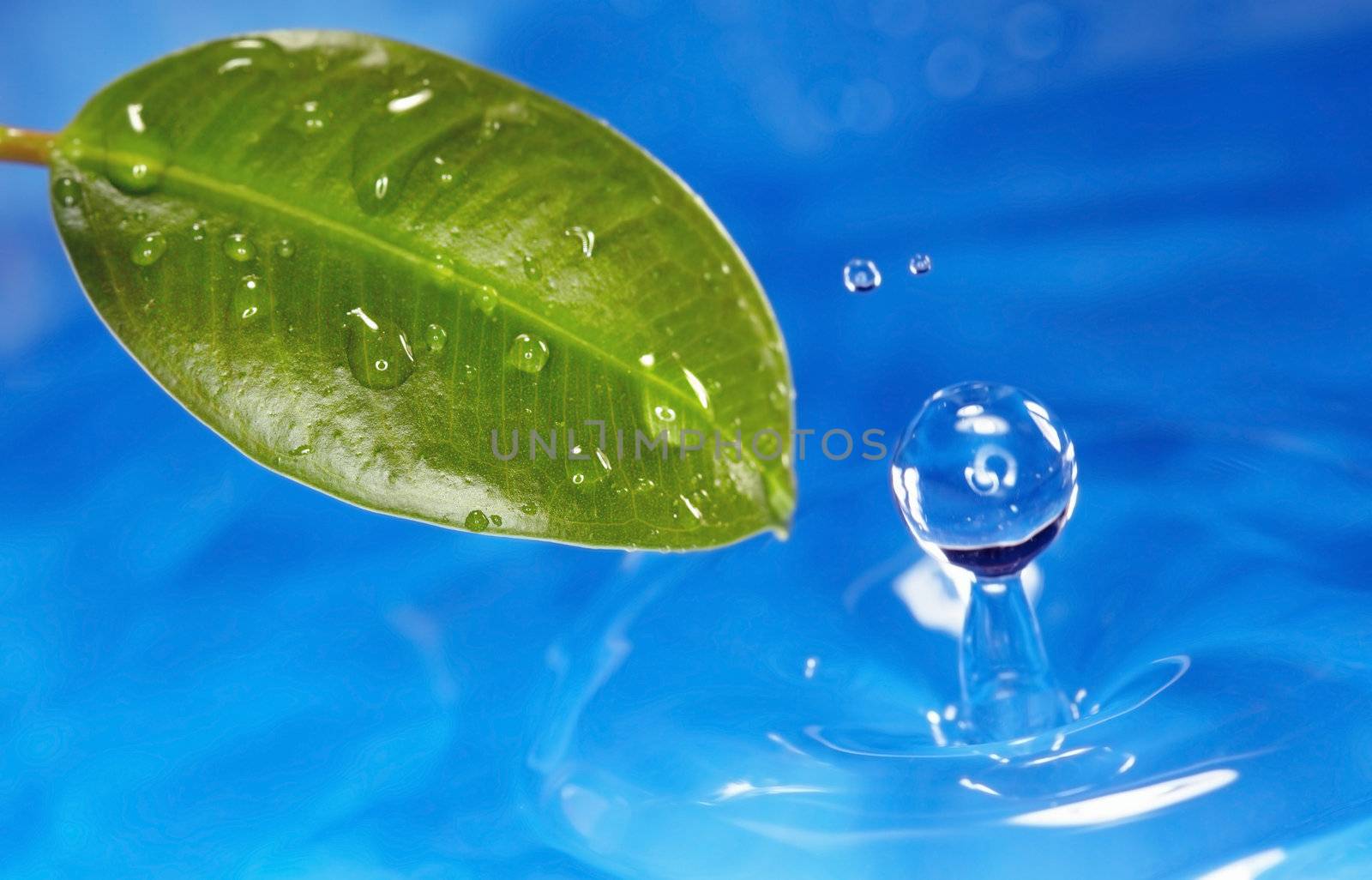 Close-up photo of the wet leaf on a blue liquid splashing background. Natural colors. Shallow depth of field added by macro lens for natural view