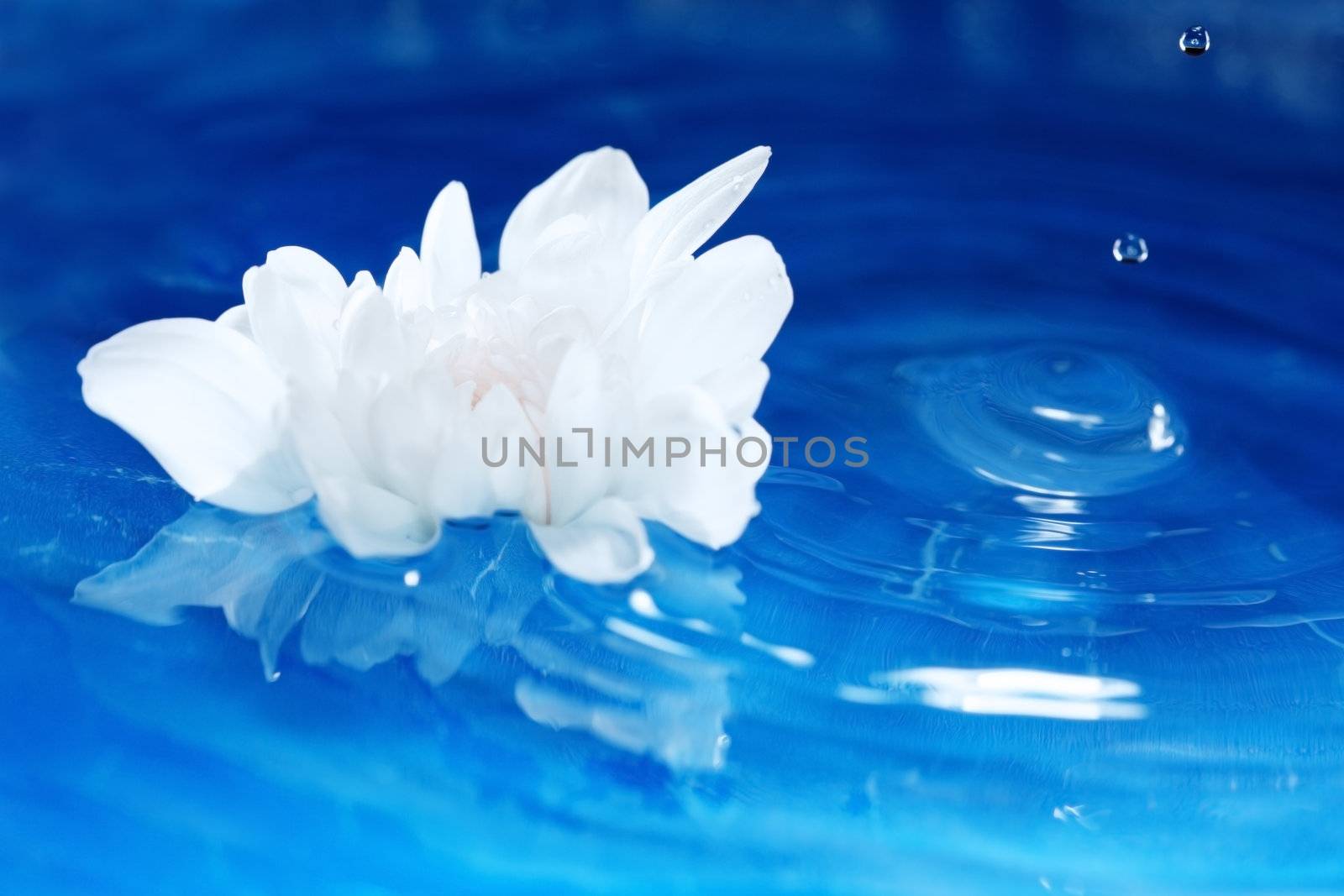 White flower flowing on a blur water. Shallow depth of field added by macro lens for natural view