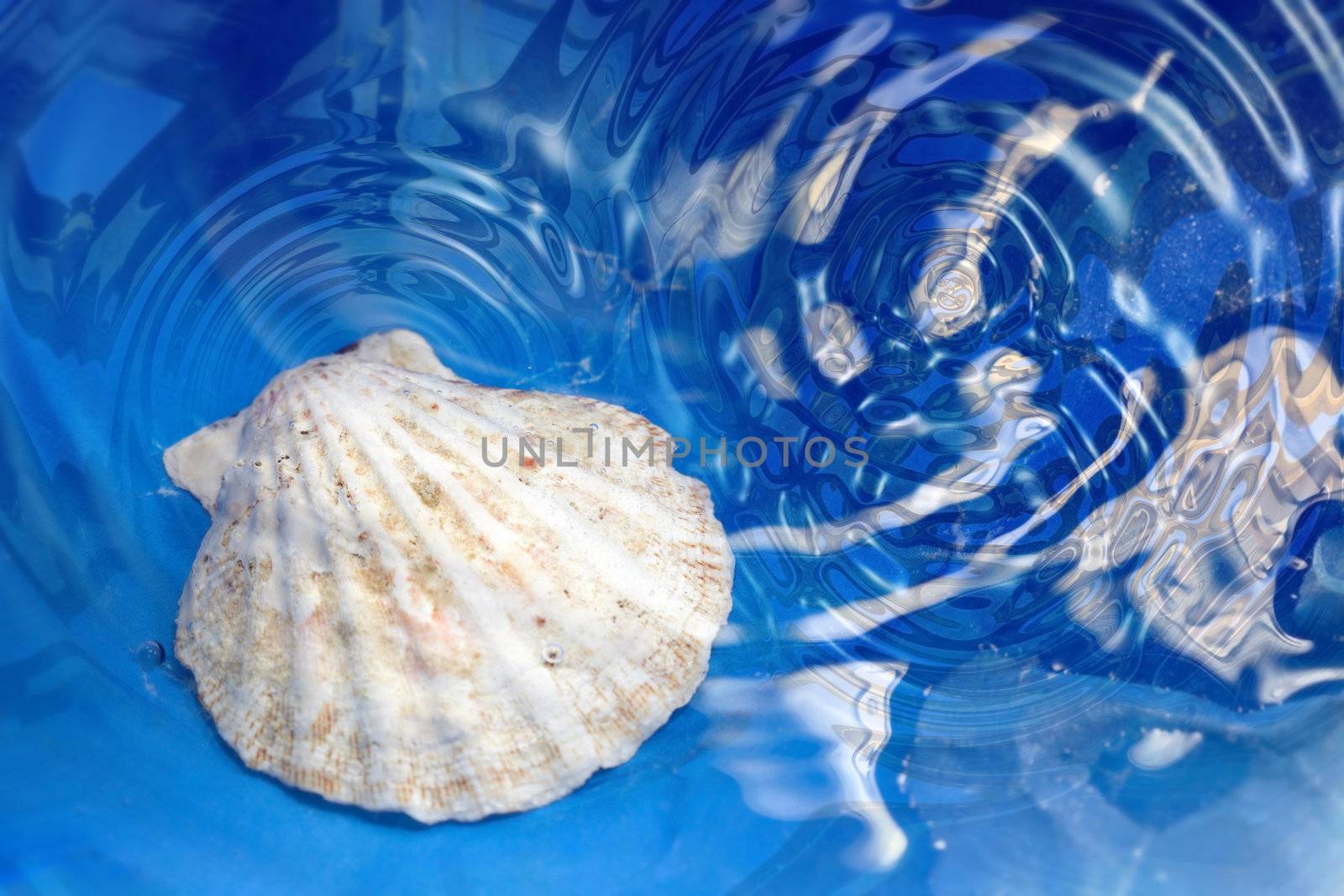 Close-up photo of the seashell under the blue water with ripples