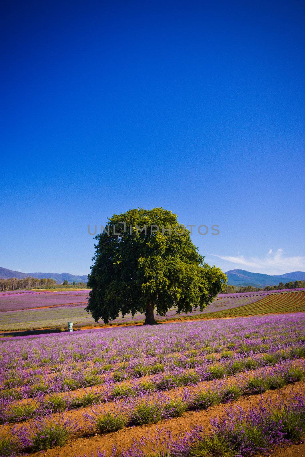 Single green tree standing in lavender fields with rows of young flowering lavender bushes with their purple flowers