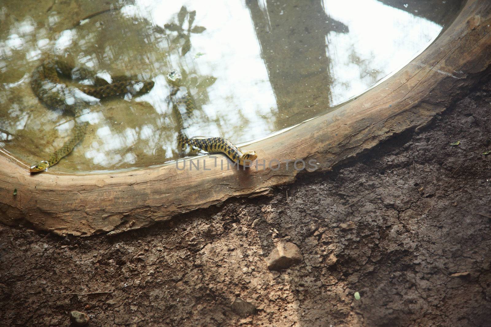 Two wild snakes in the water basin. Horizontal photo