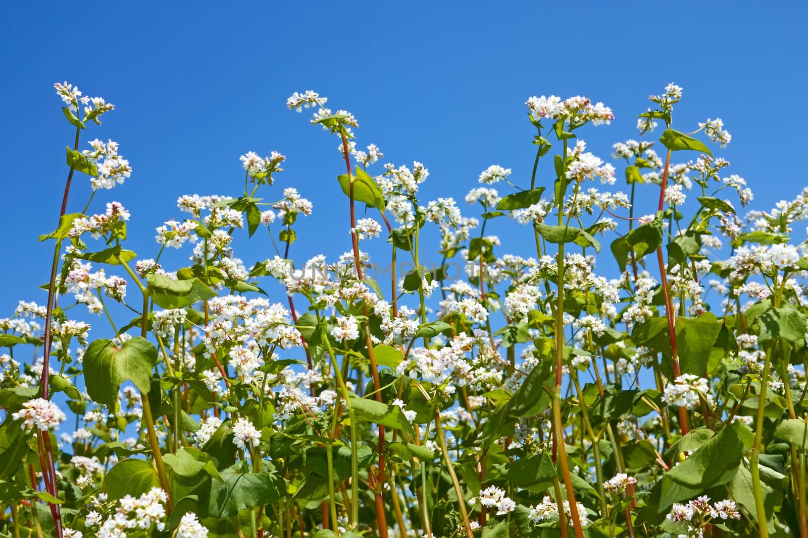 Flowering buckwheat plants by qiiip