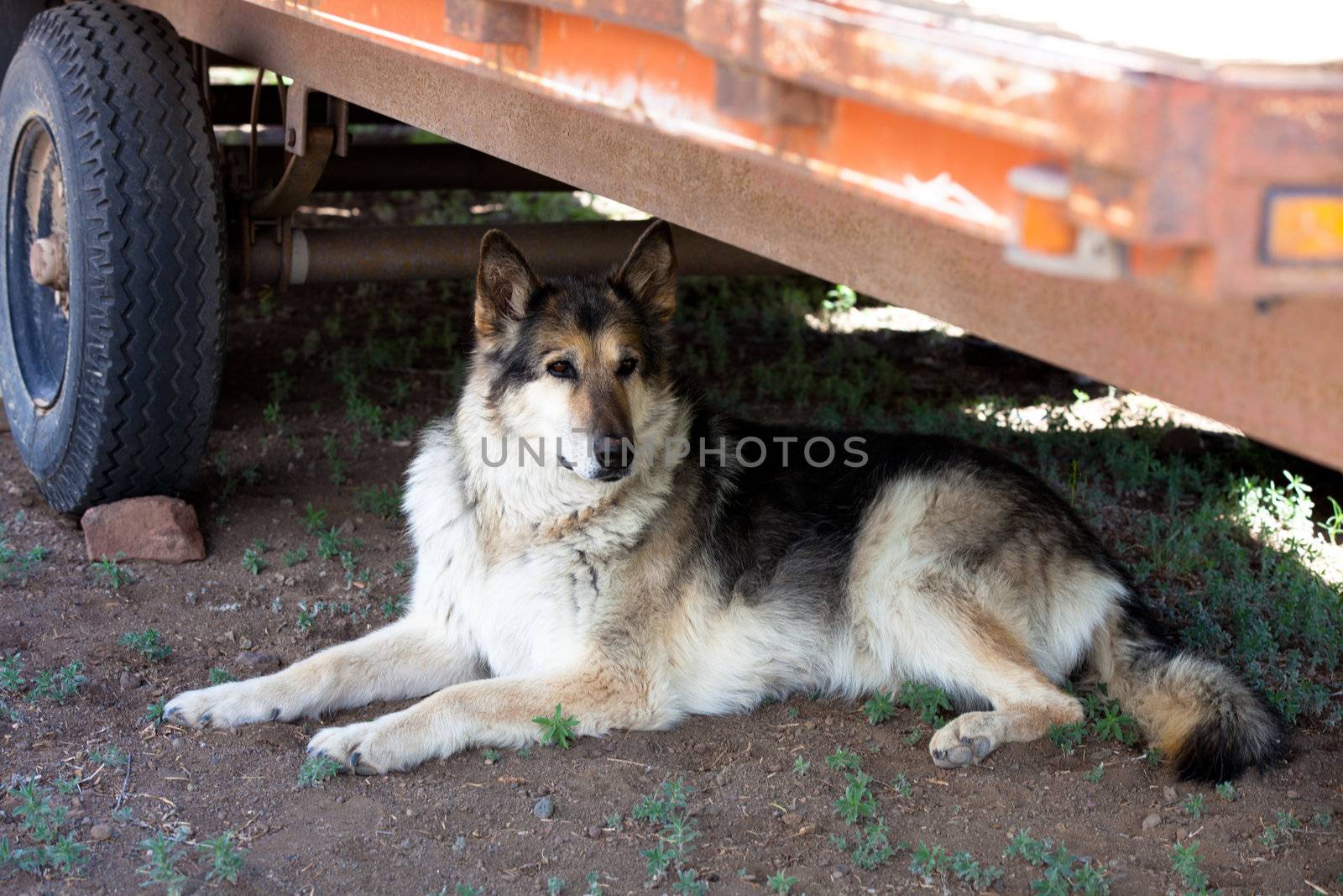 Malamute Alaskan mixed Breed German Shepherd in Colorado