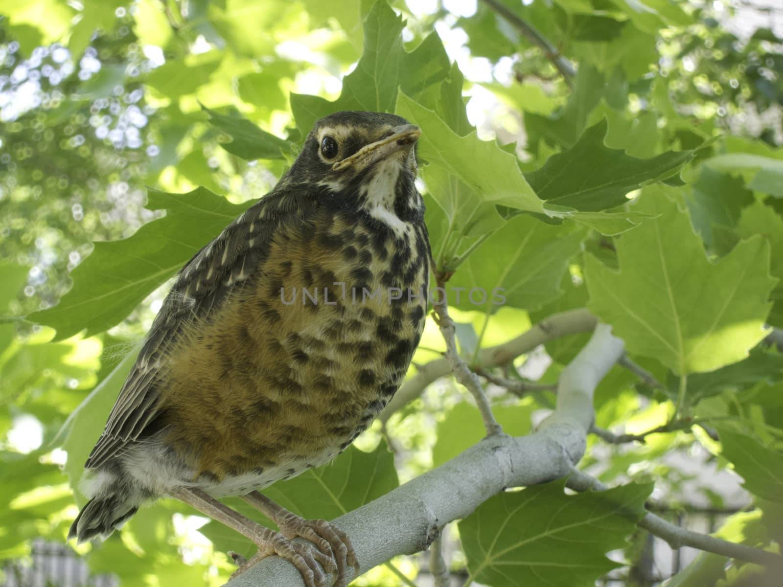 young or baby robin in tree by kjcimagery