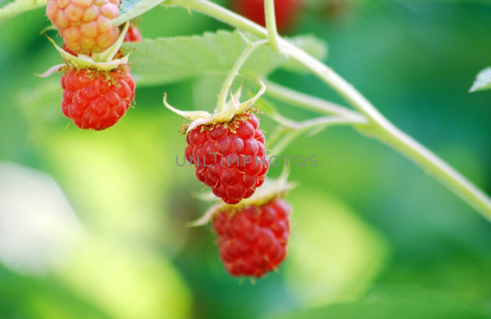 raspberry