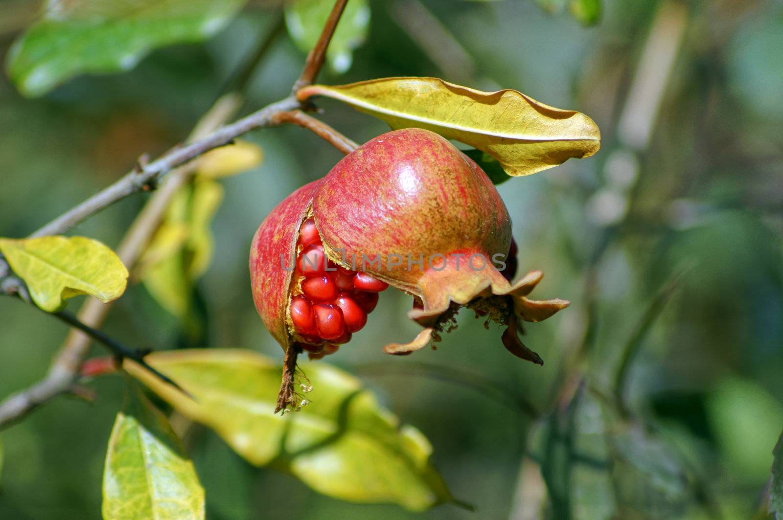 closeup of fresh pomegranate fruits on a bush branch