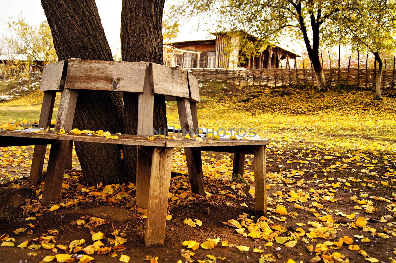 Autumn time: colorful leaves of the tree covered with snow