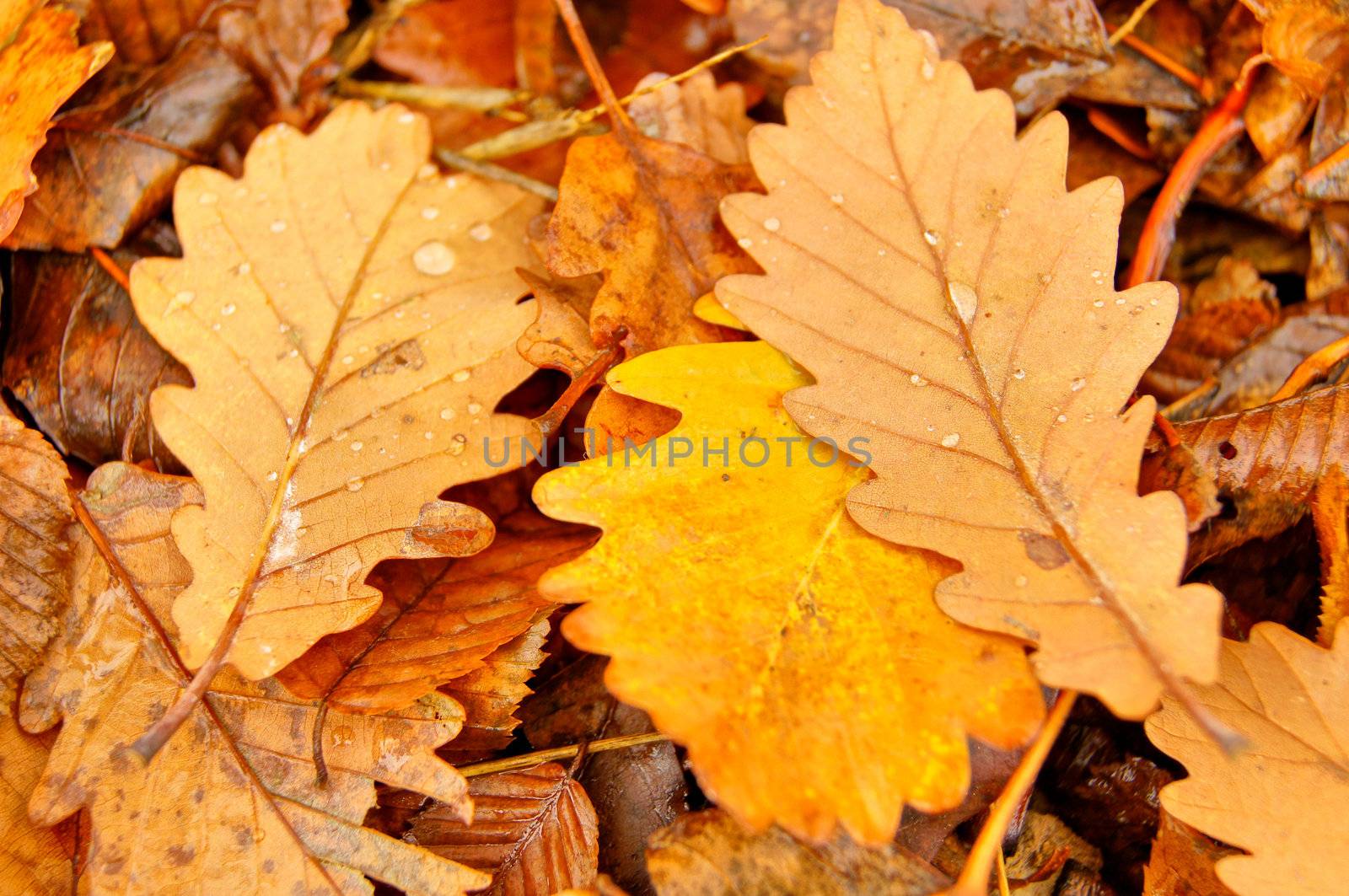 Autumn time: colorful leaves of the tree covered with snow