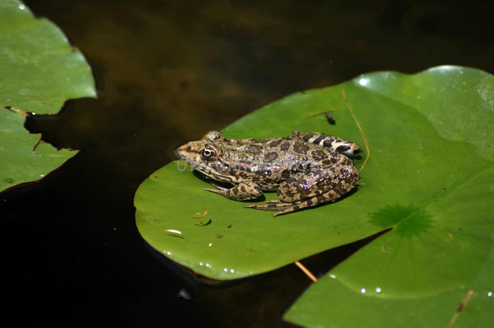 Green frog on the lotus leave in the lake by Elet