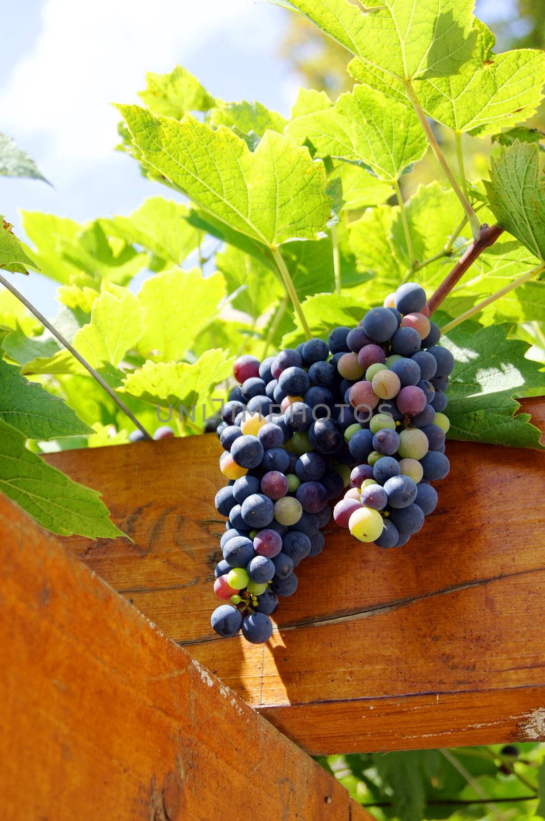 Closeup of bunch of red grape in the vinyard