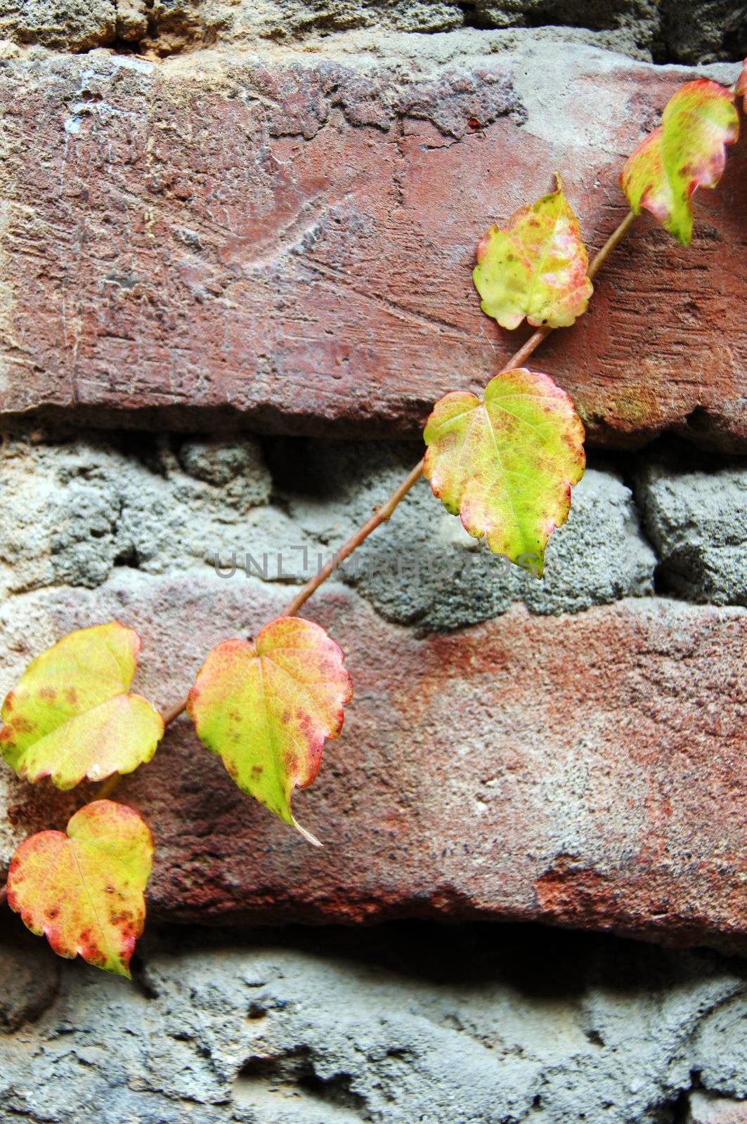 Bright yellow creeper plant on a old brick wall