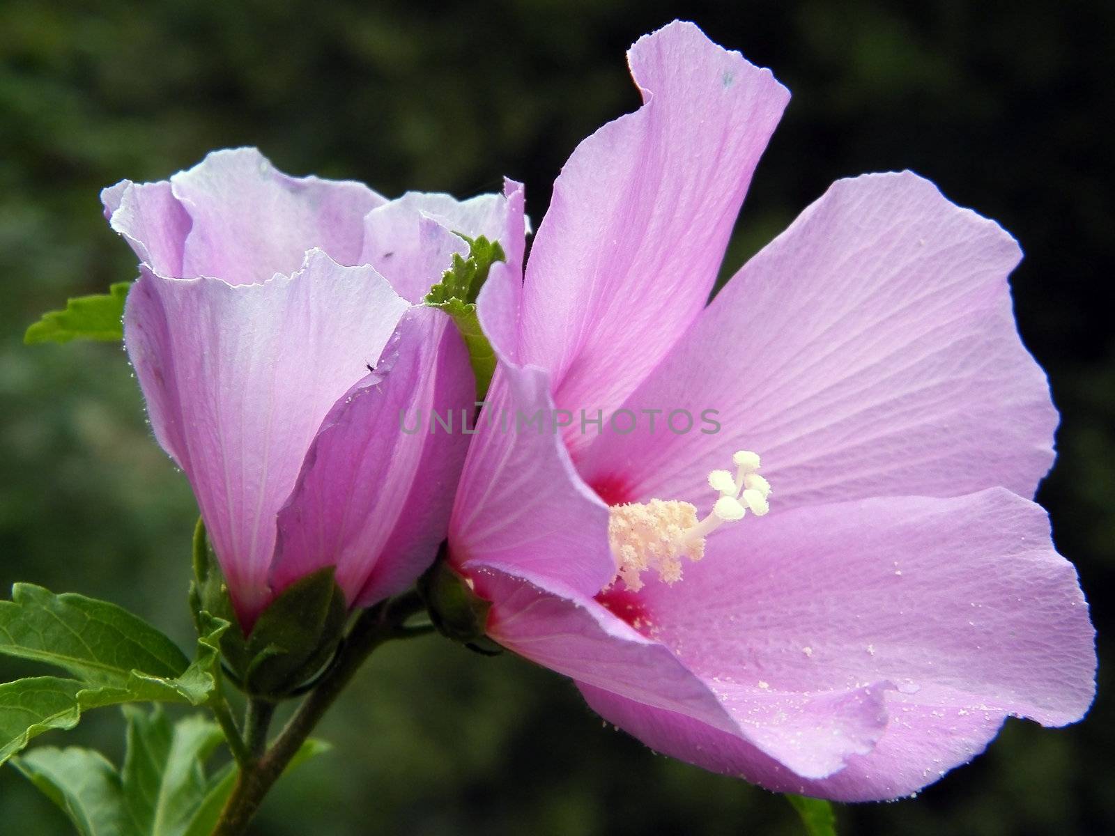 Close up of pink hibiscus flower