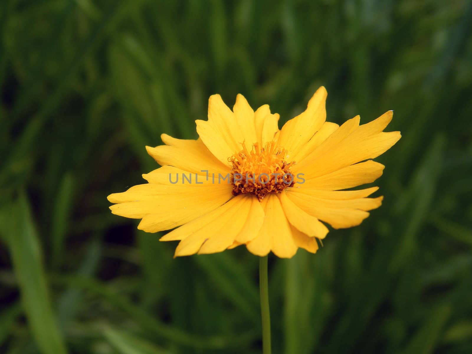 Wild nature, summer time - yellow decorative daisy, Coreopsis by Elet