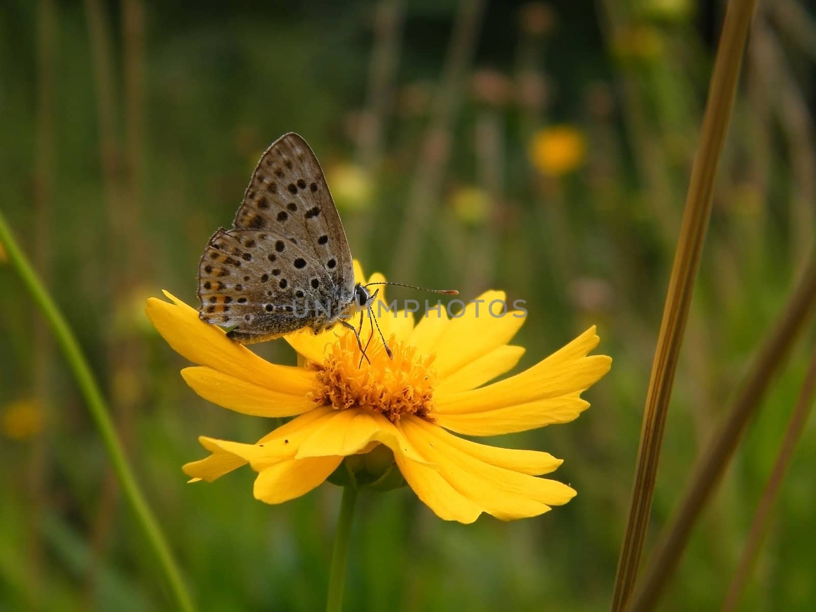 Wild nature, summer time - yellow decorative daisy, Coreopsis