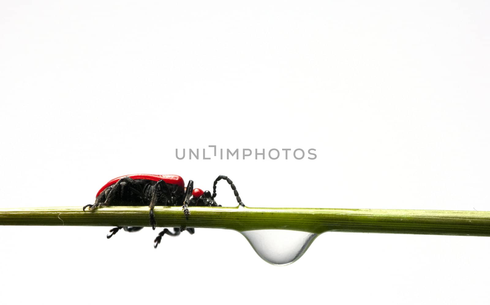  lilioceris insect drinking waterdrop on green leave