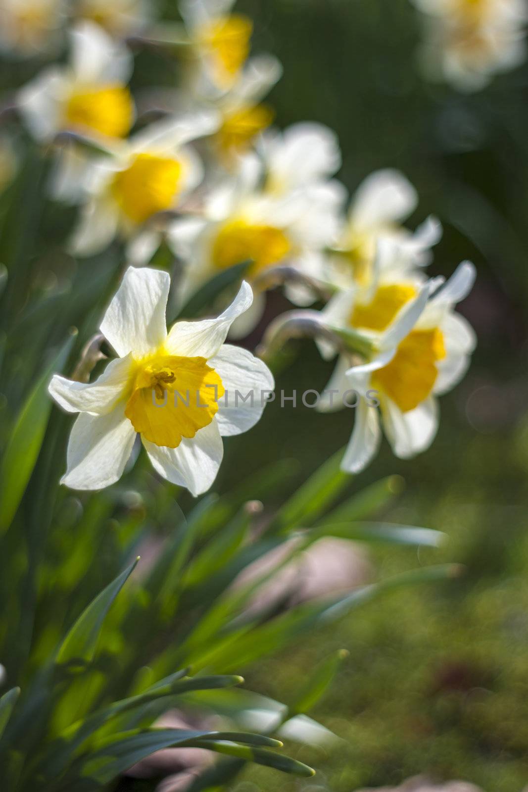 Close up of white daffodils by miradrozdowski