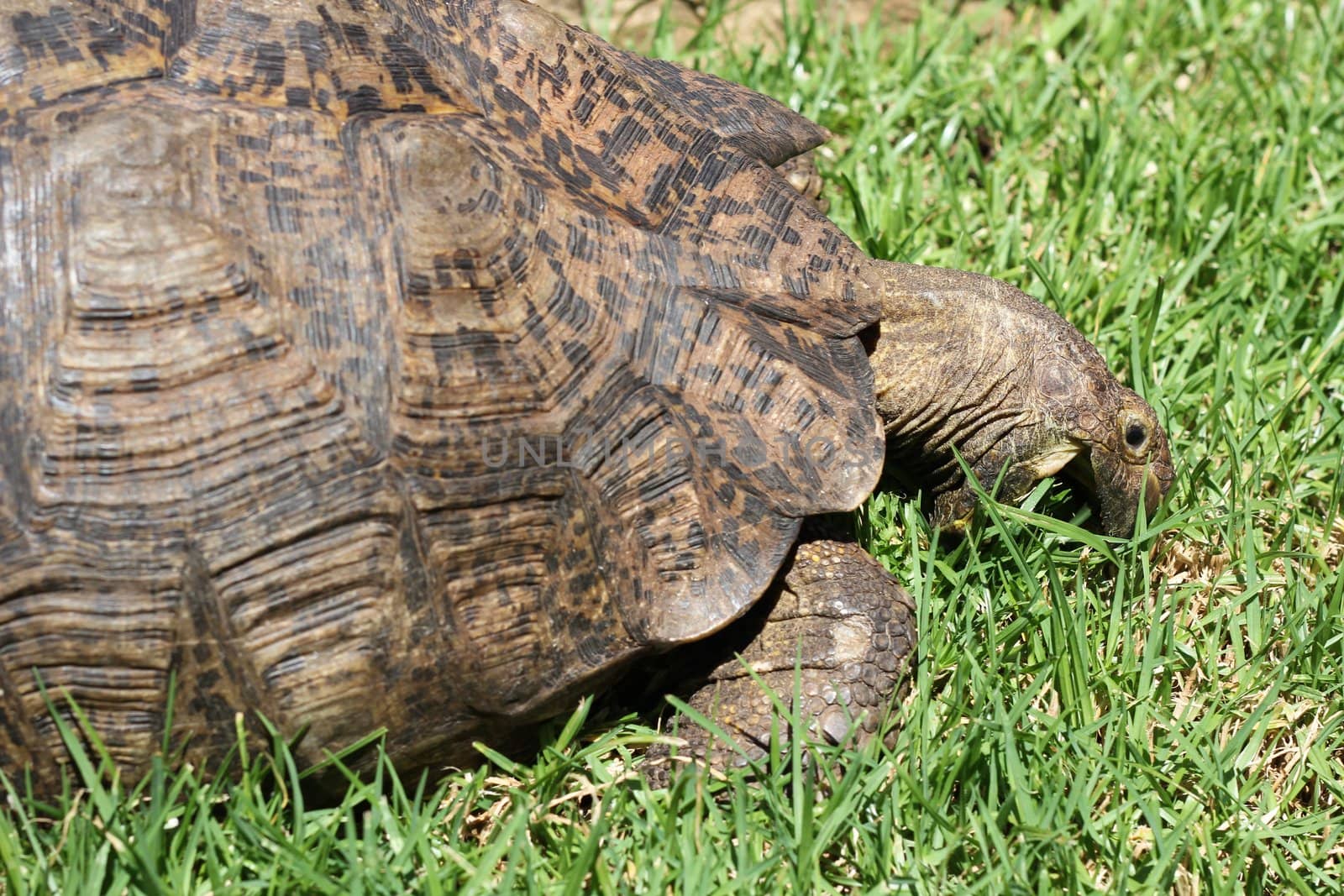 Backside of turtle eating grass