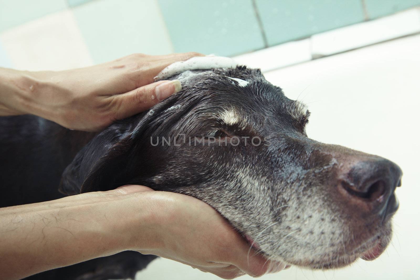 Human hand washing dog head in the bathroom. Close-up horizontal photo