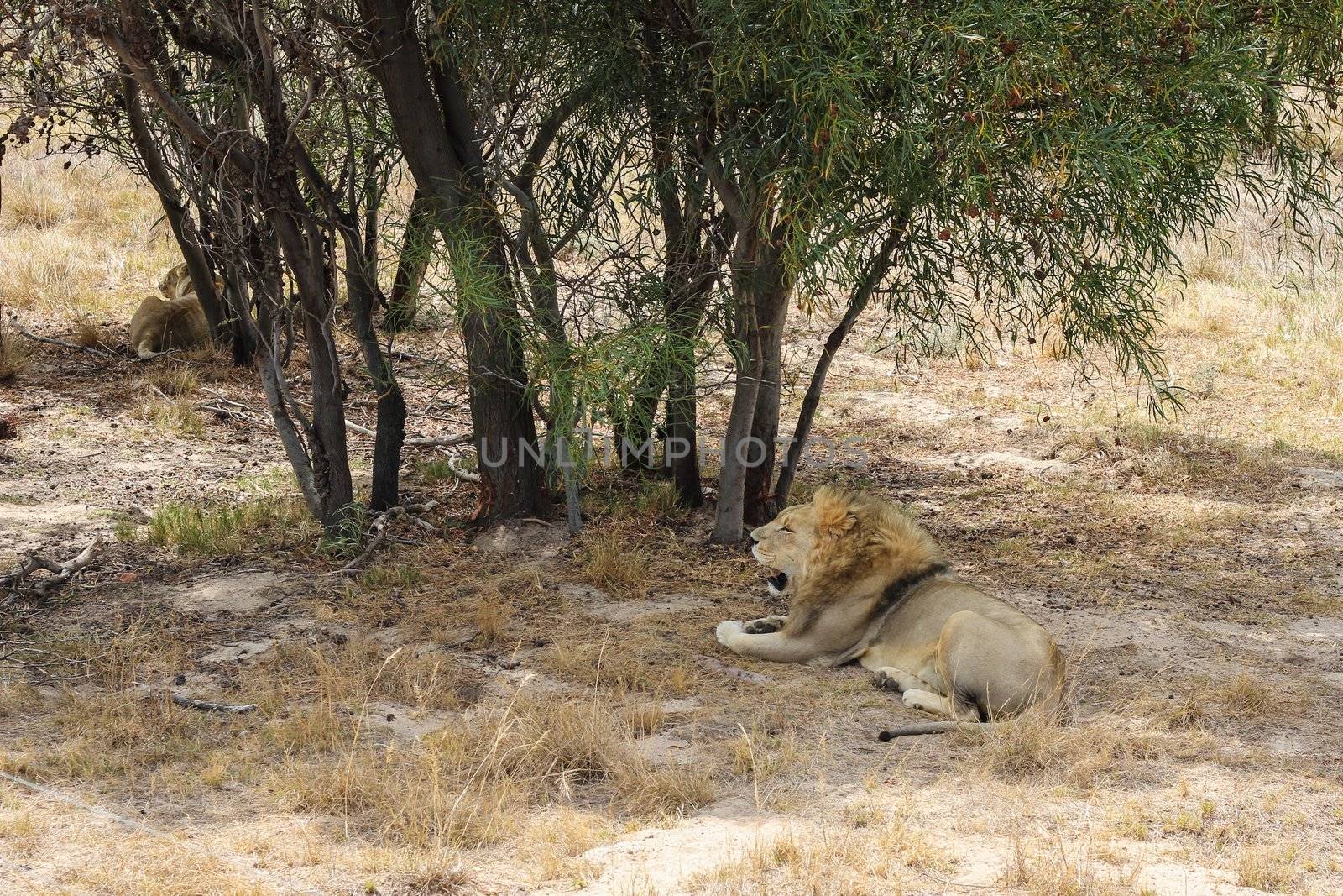 Lion lying under a tree at the cape town lion park in south africa