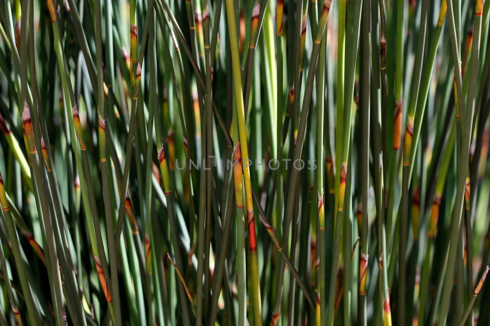 Green plant background by dwaschnig_photo