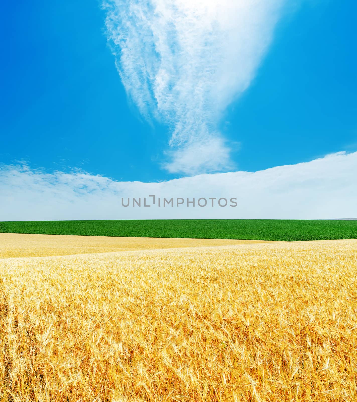 golden barley and blue cloudy sky by mycola