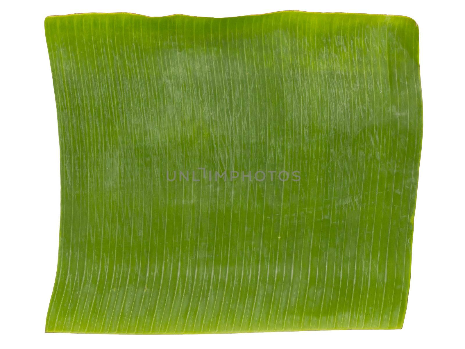 banana leaf by zkruger