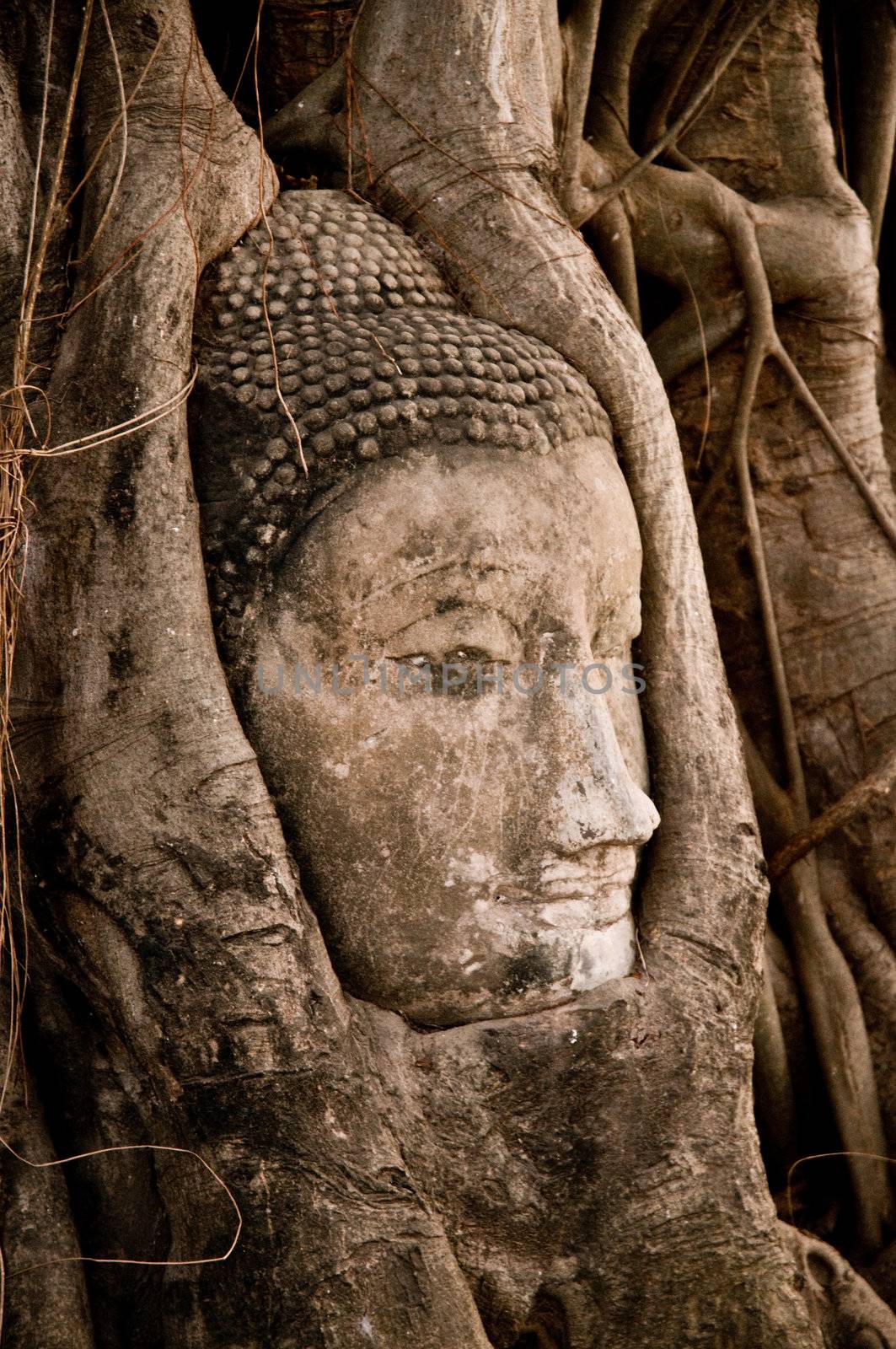 Buddha head strangled by the roots of a banyan tree in Ayuthaya 