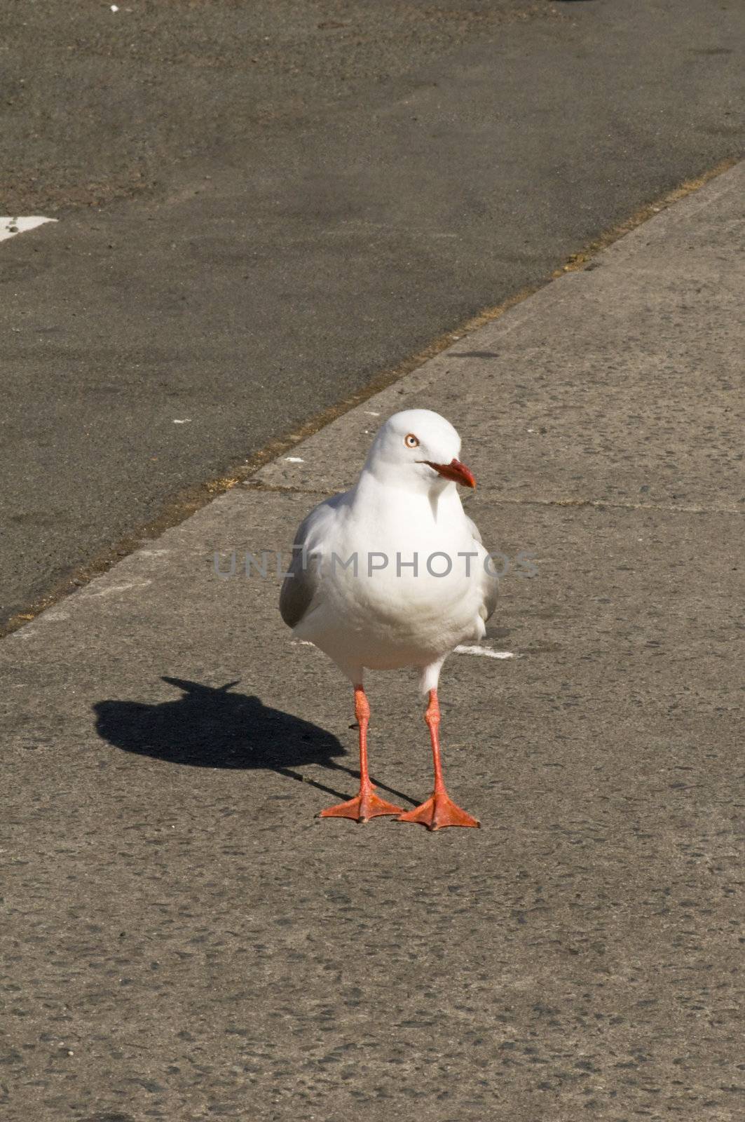 Curious seagull in the summer sun
