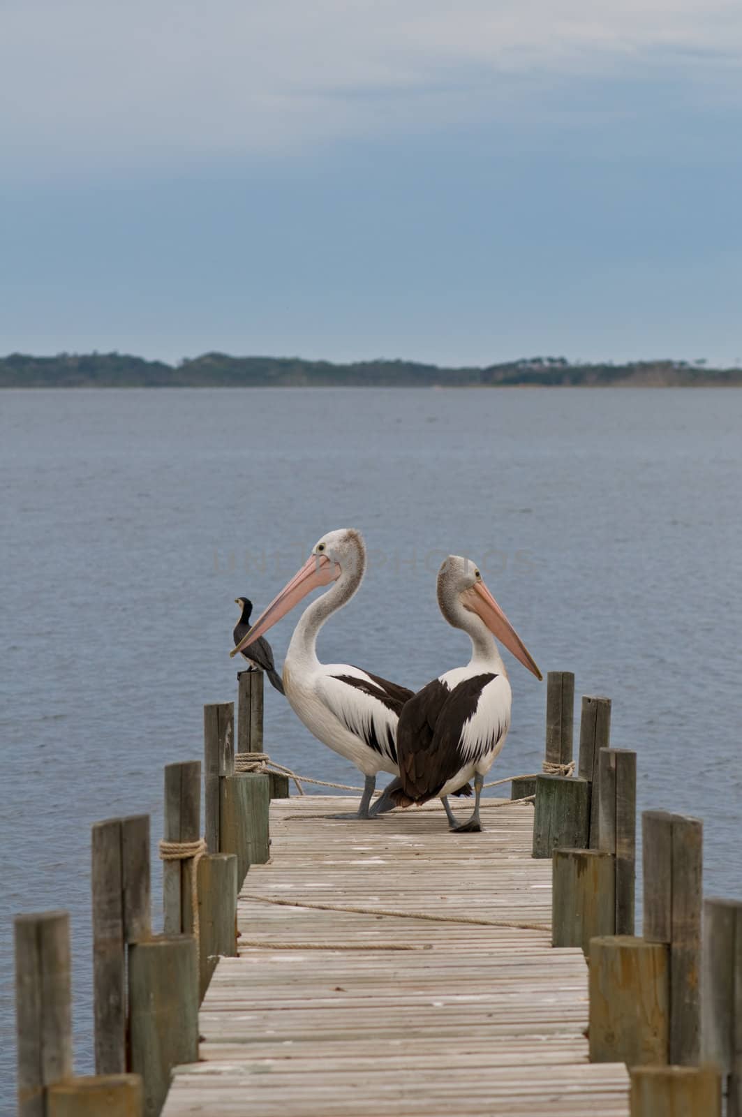 Two pelican birds on a timber landing pier with another bird 