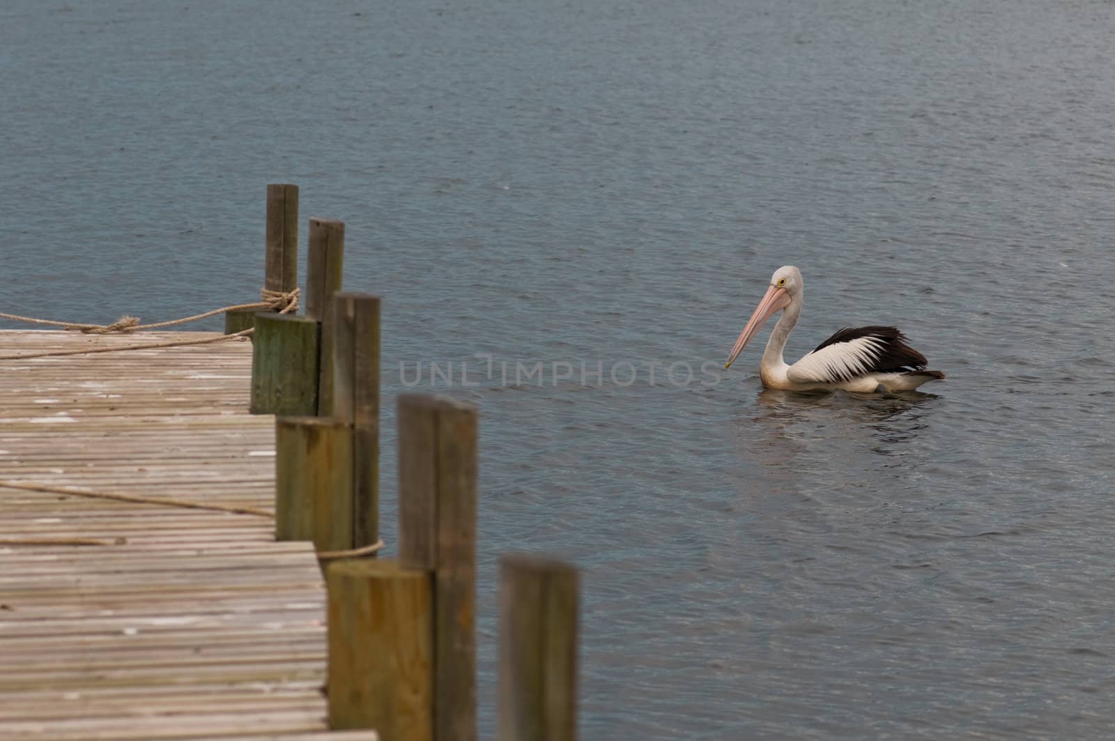 Pelican in the silent water next to a timber landing pier, mooring