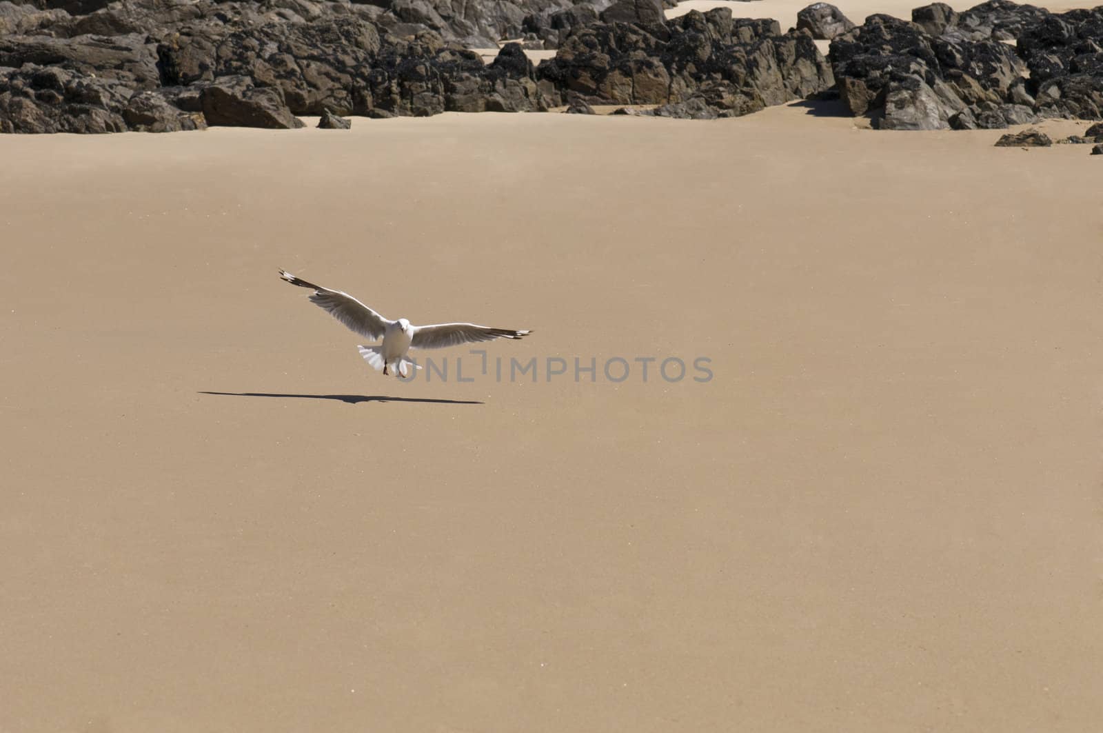 seagull spreads its wings on the beach in the sun