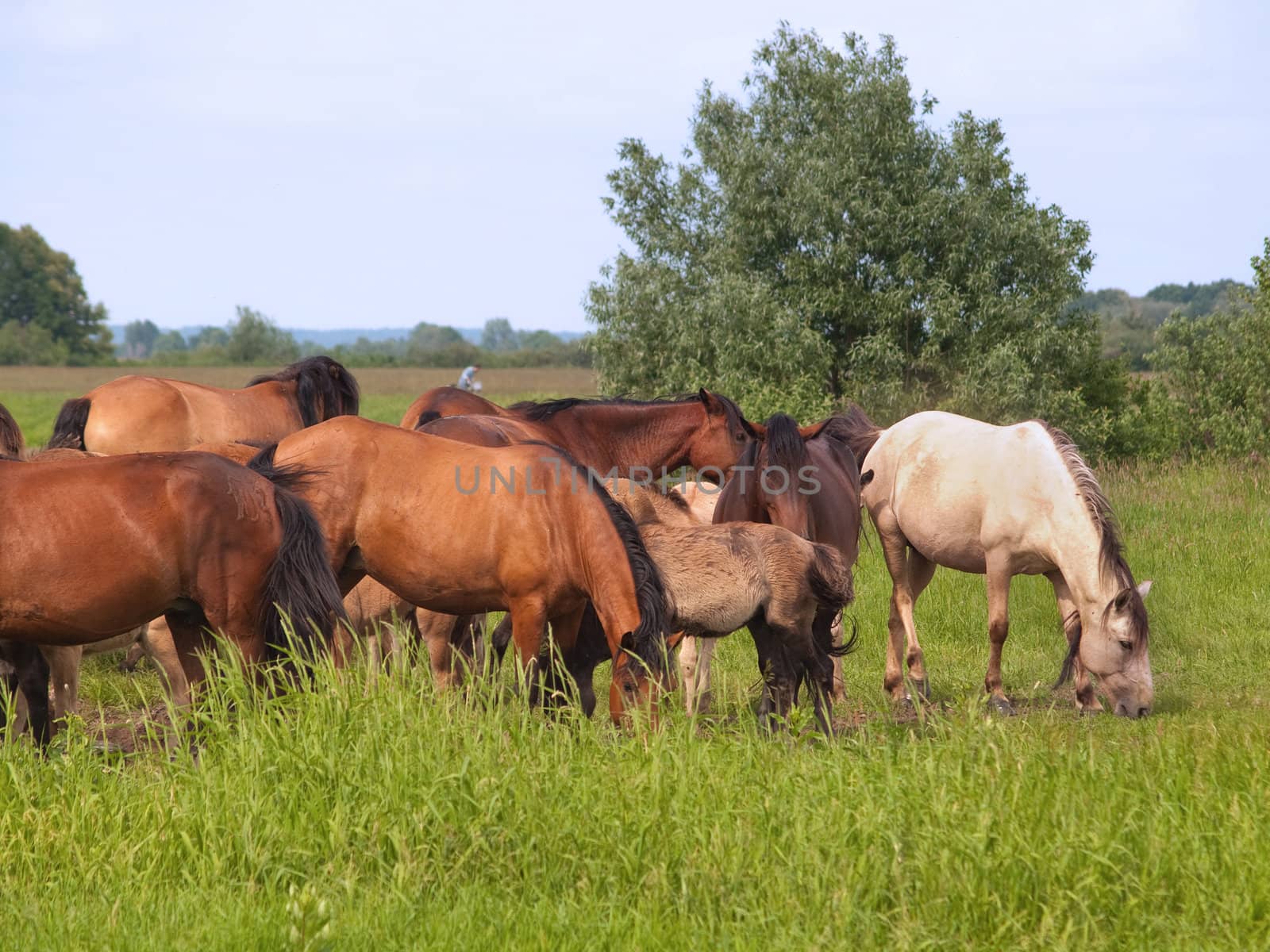 Group of  horses with young colts on green meadow by kvinoz