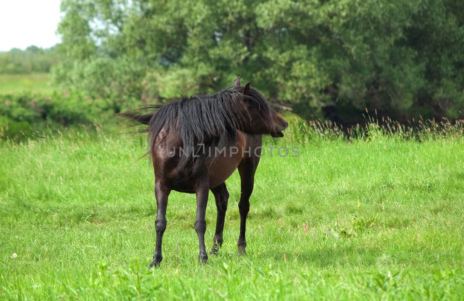 Dark horse alone on countryside meadow