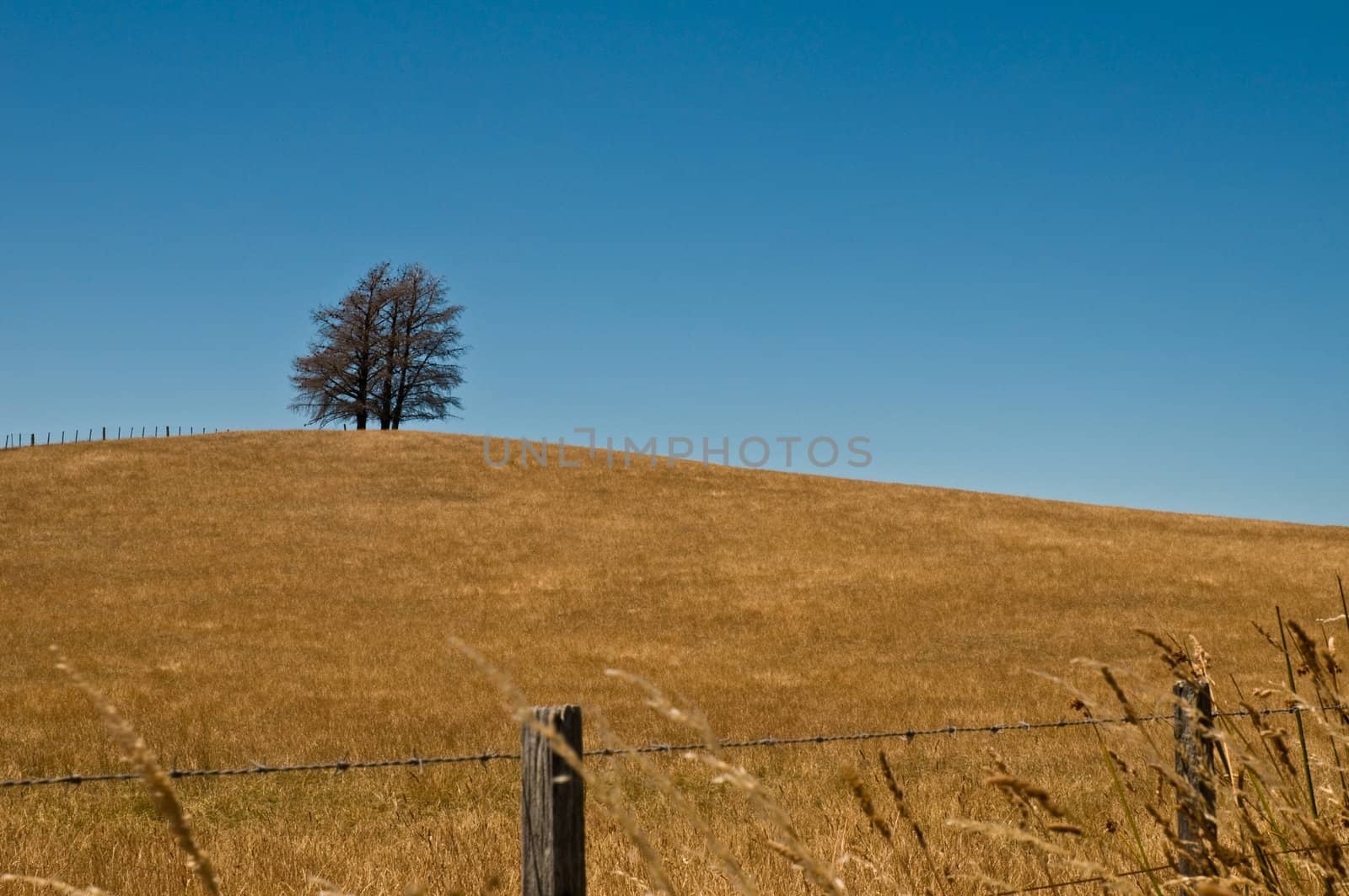 Tree formation on a hill of veldt, open grassland, fence in the  by 3523Studio