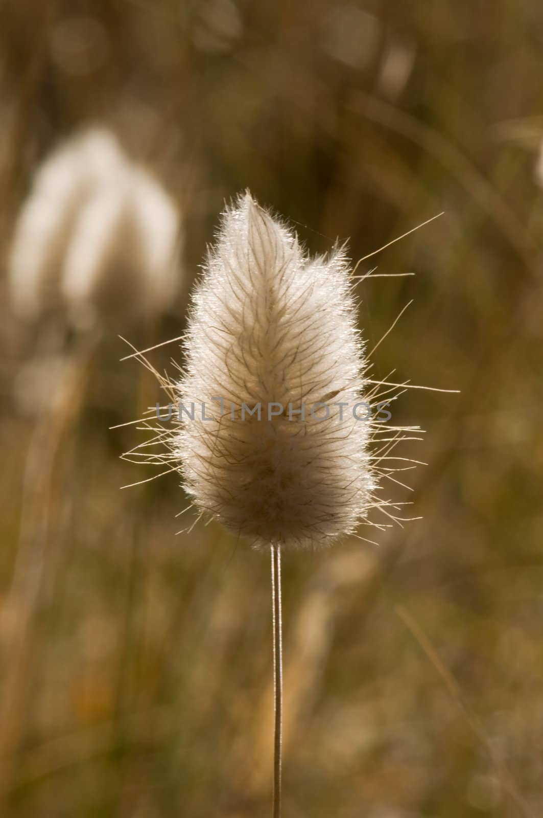A beautiful blossom, seed pod with beautiful sun reflection, sharp focus and very soft background