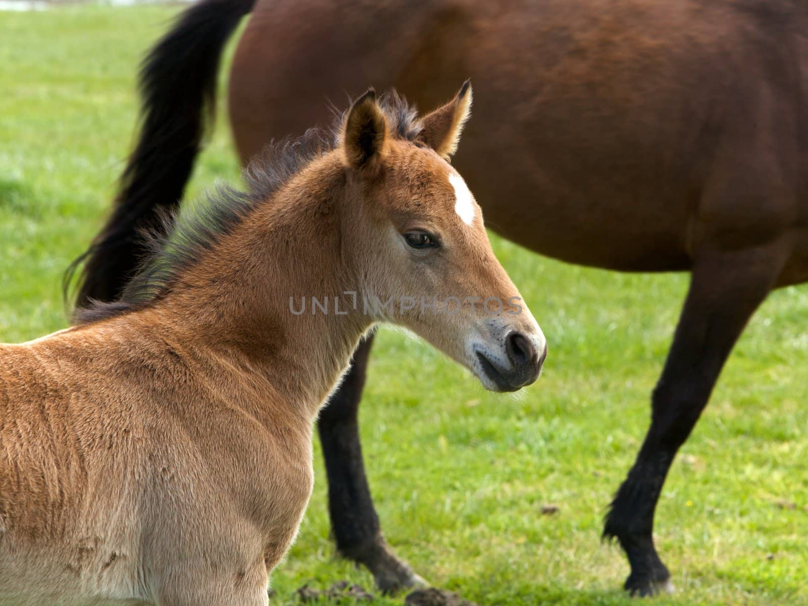 Foal or Filly in a pasture