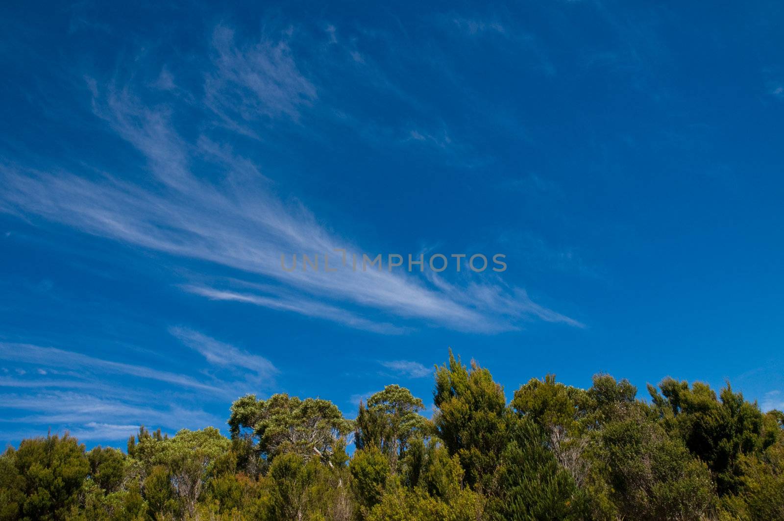 Blue clear sky with feather clouds above a forest.