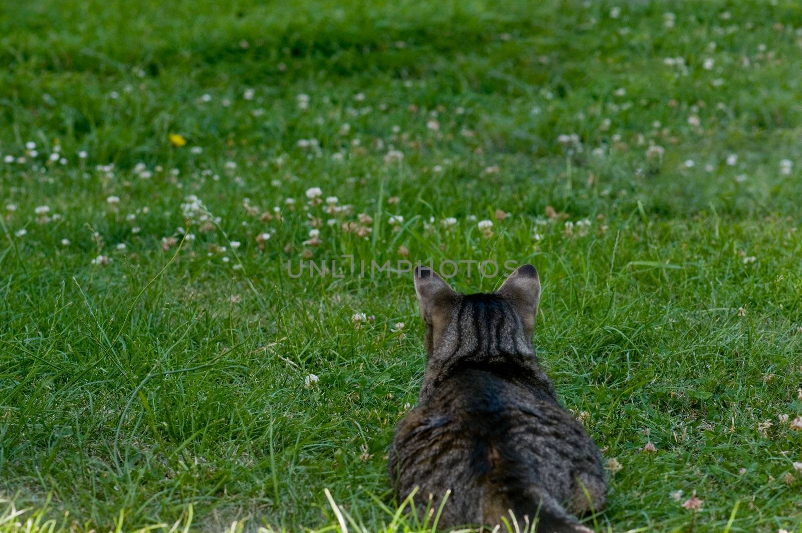 Curious domestic cat on a hunt. Grass in the foreground is sharp with blur background.